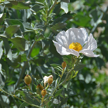 Coulter's Matilija Poppy, Romneya coulteri 